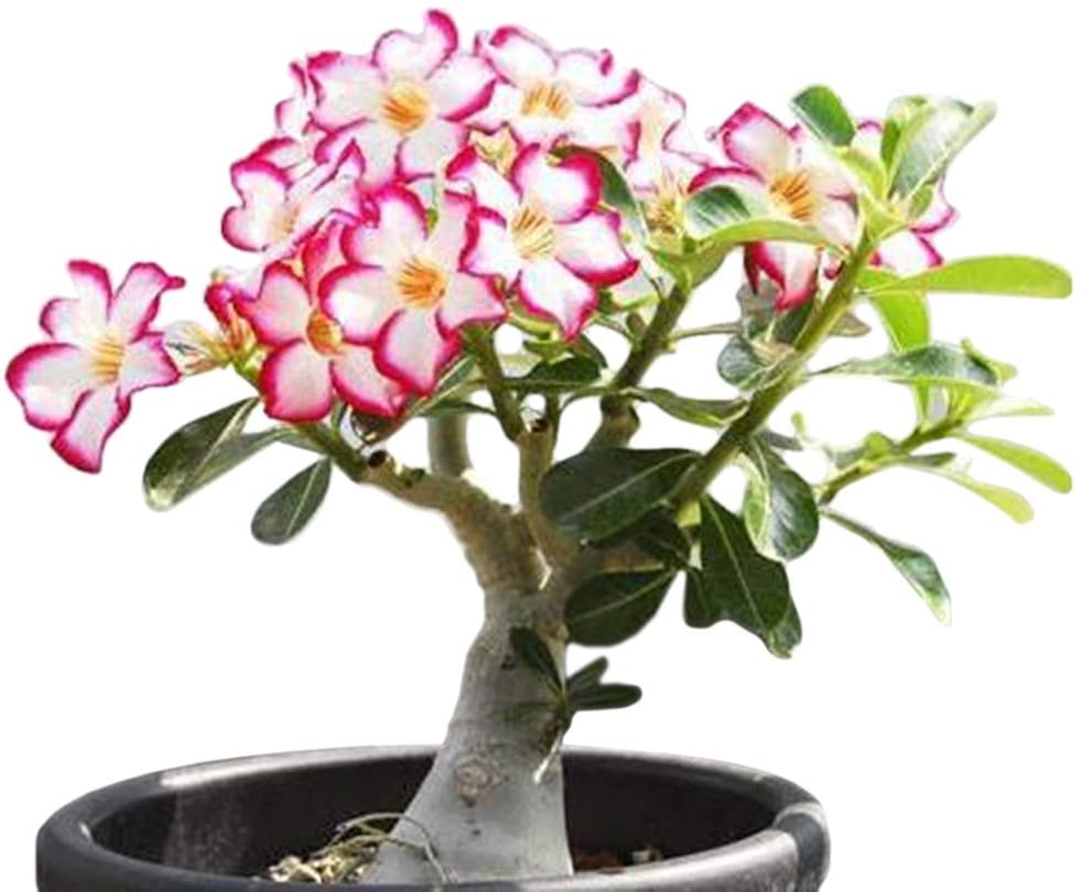 adenium