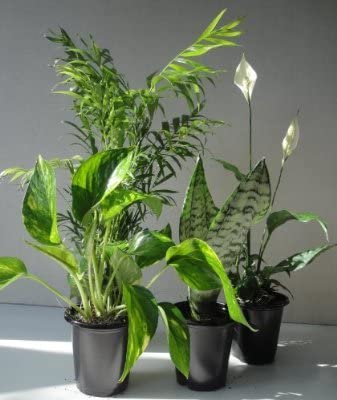 four plants