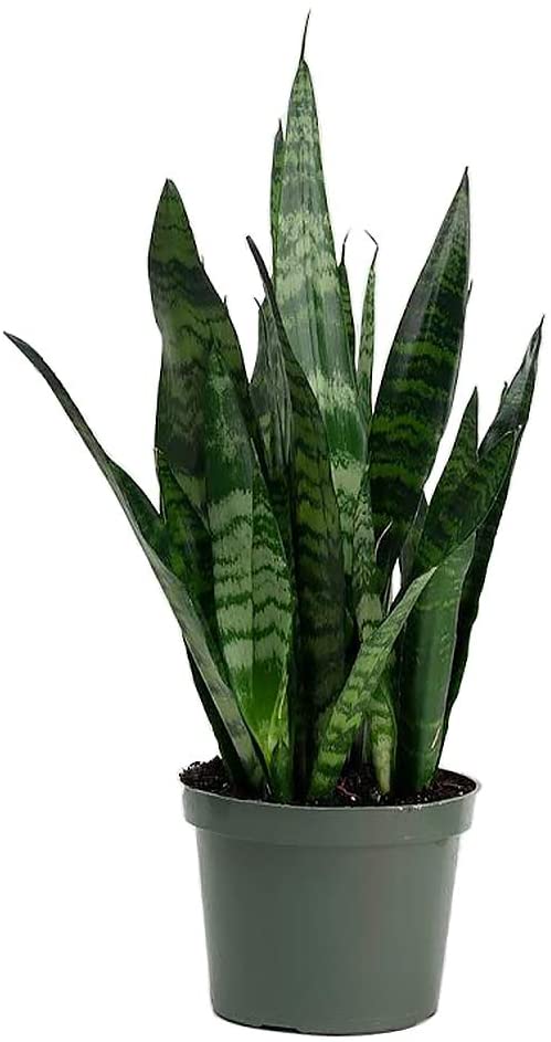 geen sansevieria plant