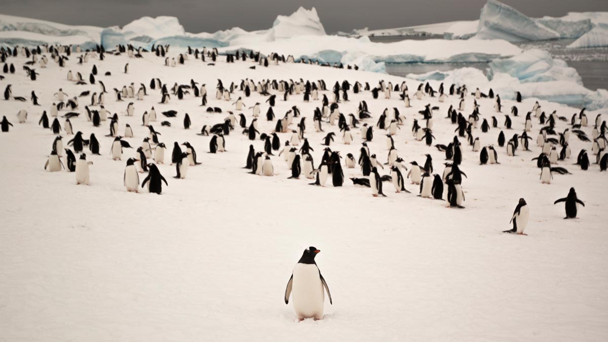 A curious penguin drifts away from the pack for a little adventure.